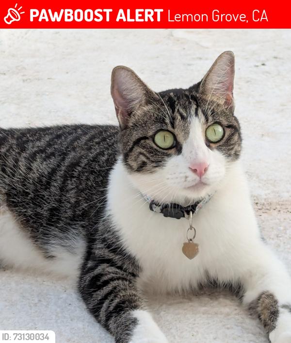 Lost Female Cat last seen Lemon Grove Ave and Lincoln St, Lemon Grove, CA 91945
