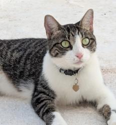 Lost Female Cat last seen Lemon Grove Ave and Lincoln St, Lemon Grove, CA 91945