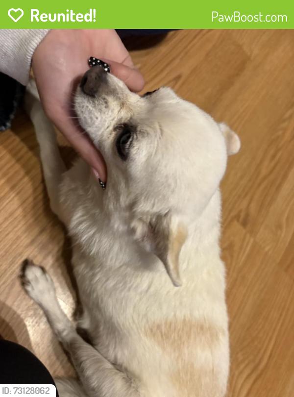 Reunited Female Dog last seen Near Telesfor Dr SW, Albuquerque, NM 87105, USA, Albuquerque, NM 87105