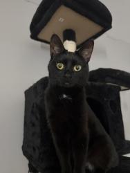 Reunited Female Cat last seen Near lakecrest drive, Dartmouth, NS B2X 1G1