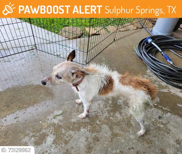 Found/Stray Male Dog last seen Cross street Vonda, off from Mockingbird., Sulphur Springs, TX 75482