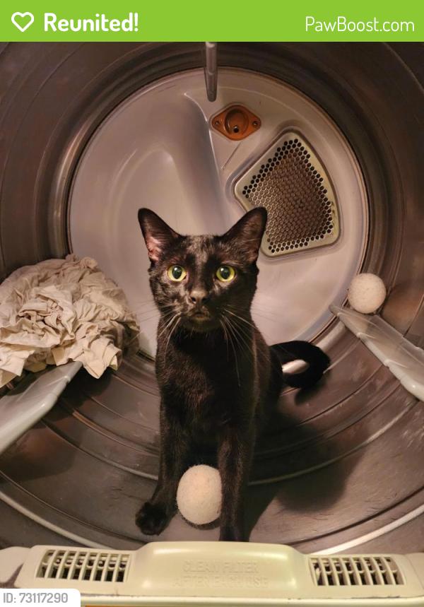 Reunited Male Cat last seen Springfield Road and Williams Ward, Springtown, TX 76082