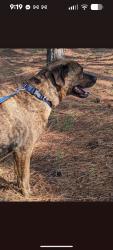 Reunited Male Dog last seen Near Cypress Park Rd, Greensboro, NC 27407, USA, Greensboro, NC 27407