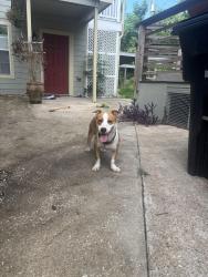 Reunited Male Dog last seen McKinney St and Lockwood St, Houston, TX 77023
