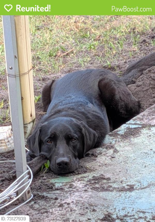 Reunited Male Dog last seen Seminole Blvd & Walshingham, Largo, FL 33778
