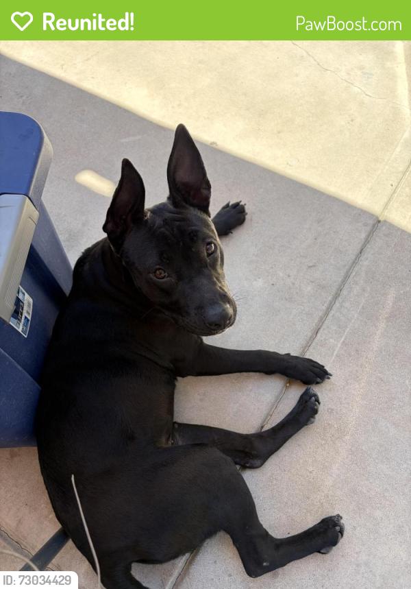 Reunited Female Dog last seen Beaumont Ave, Oxnard, CA 93033