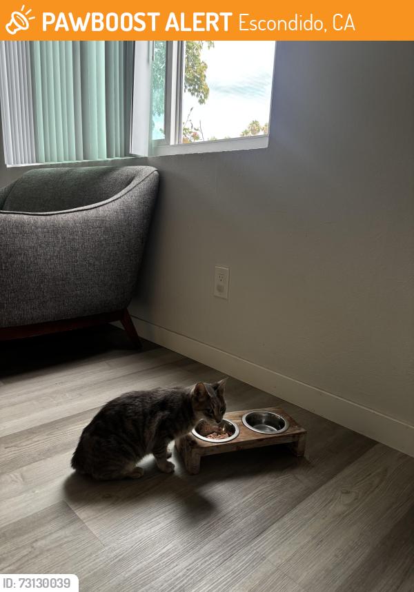 Found/Stray Female Cat last seen Lansing, Escondido, CA 92025