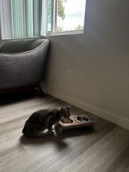 Found/Stray Female Cat last seen Lansing, Escondido, CA 92025