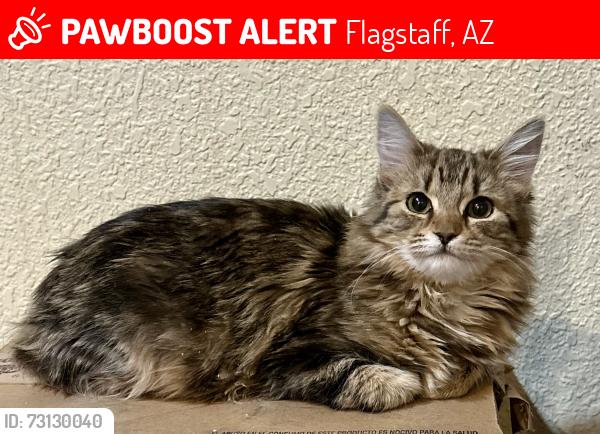 Lost Female Cat last seen Lunar street, Flagstaff, AZ 86004