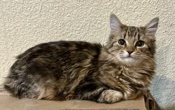 Lost Female Cat last seen Lunar street, Flagstaff, AZ 86004