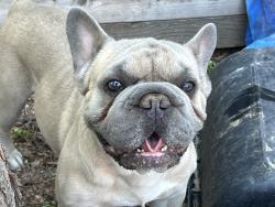 Reunited Male Dog last seen 22nd and Nome, Aurora, CO 80010