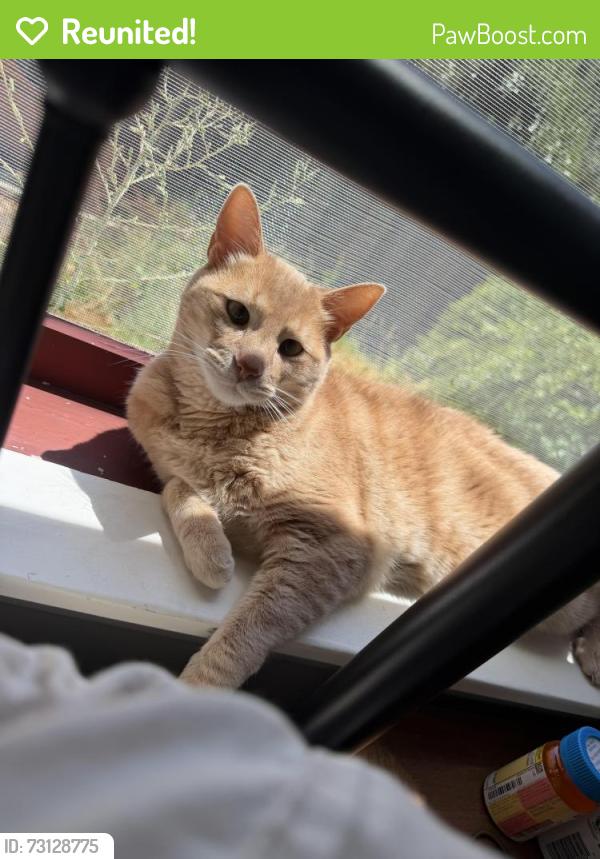 Reunited Male Cat last seen Melita Road, HWY 12, Santa Rosa, CA 95409
