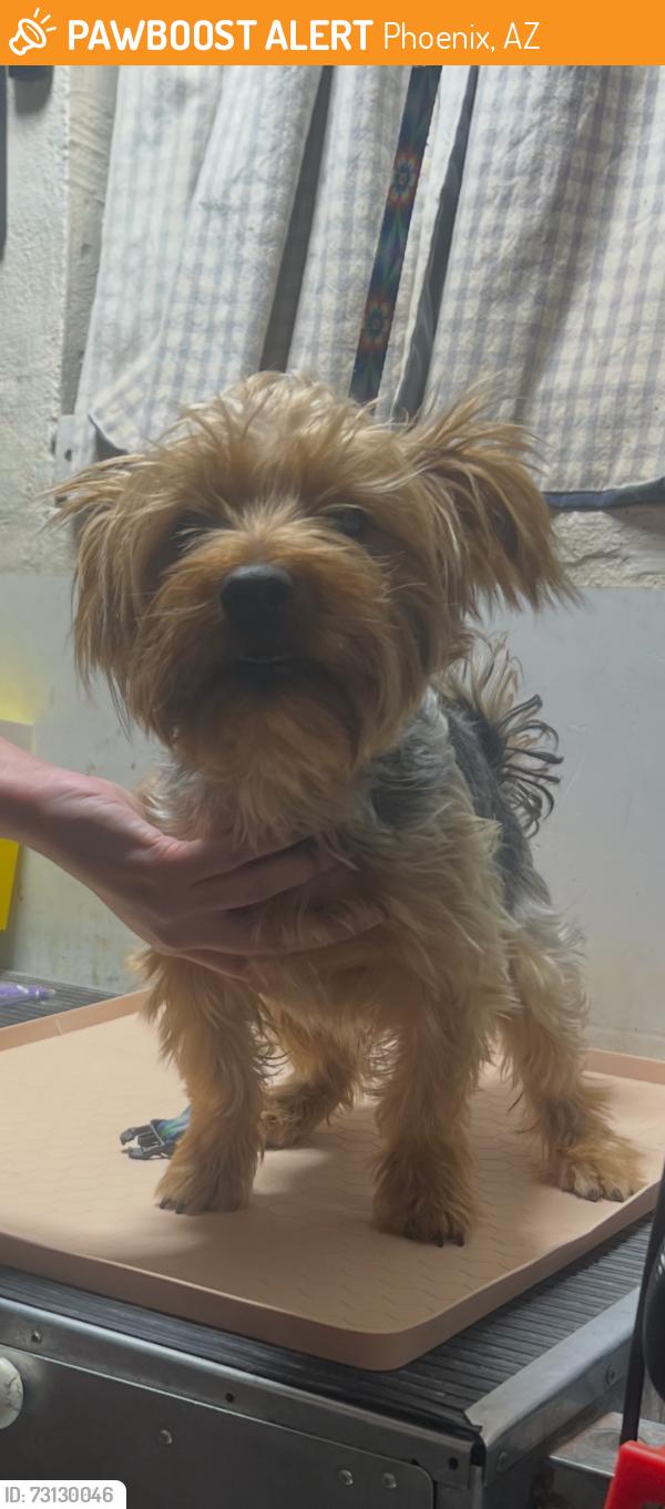 Found/Stray Male Dog last seen n cave creek rd And Beardsley, Phoenix, AZ 85024