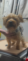 Found/Stray Male Dog last seen n cave creek rd And Beardsley, Phoenix, AZ 85024