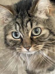 Reunited Female Cat last seen Butner rd, Beaverton, OR 97006