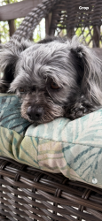 Reunited Female Dog last seen Constellation and Trilby, Fort Collins, CO 80525