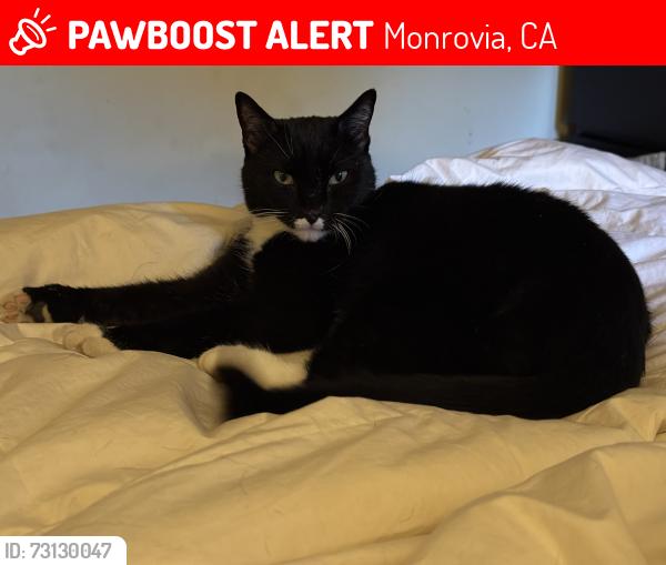 Lost Female Cat last seen Sunset and Foothill, Monrovia, CA 91016