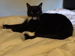 Lost Female Cat last seen Sunset and Foothill, Monrovia, CA 91016