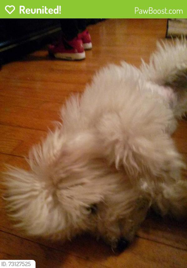 Reunited Female Dog last seen Monticello blvd, Richmond Heights, OH 44143