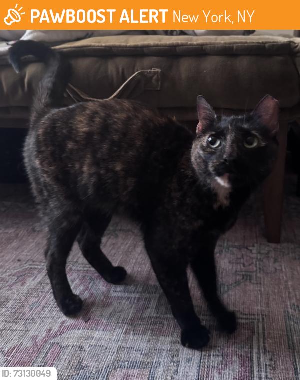 Found/Stray Female Cat last seen 138th & 7th, New York, NY 10030
