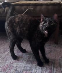 Found/Stray Female Cat last seen 138th & 7th, New York, NY 10030