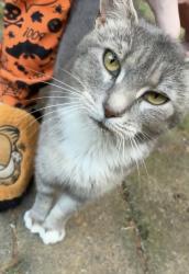 Reunited Female Cat last seen Grapevine Rd, Lewisville, NC 27023, USA, Lewisville, NC 27023
