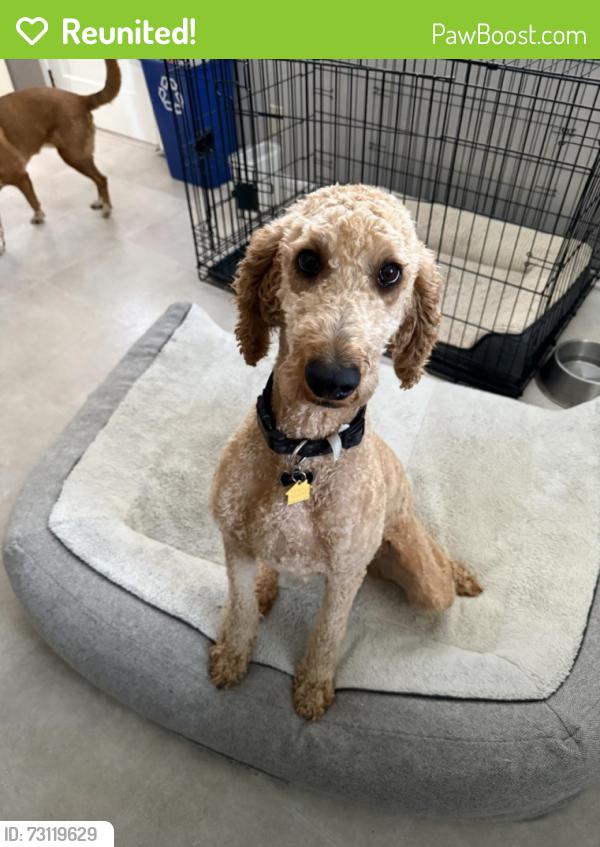 Reunited Female Dog last seen Bordeaux and Versailles, Lexington, KY 40504