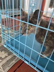 Found/Stray Female Cat last seen Thompson street Lathrop ca, Lathrop, CA 95330