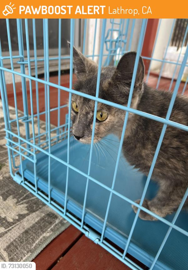 Found/Stray Female Cat last seen Thompson street Lathrop ca, Lathrop, CA 95330