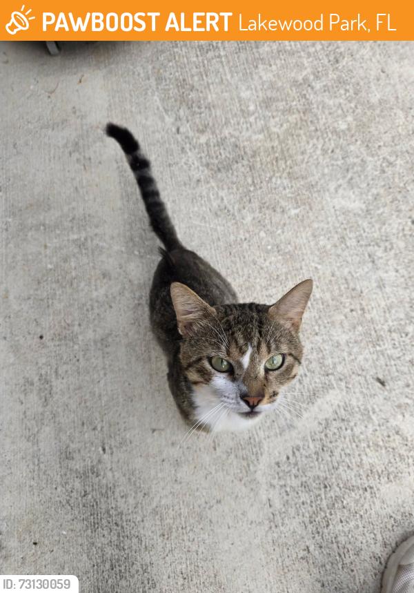 Found/Stray Unknown Cat last seen Ft pierce blvd & roberts rd, Lakewood Park, FL 34951