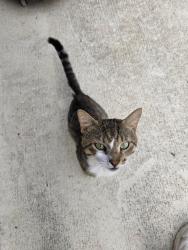 Found/Stray Unknown Cat last seen Ft pierce blvd & roberts rd, Lakewood Park, FL 34951