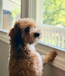Lost Male Dog last seen Hamilton st and Polk st, Charlotte, NC 28206