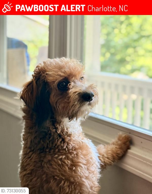 Lost Male Dog last seen Hamilton st and Polk st, Charlotte, NC 28206