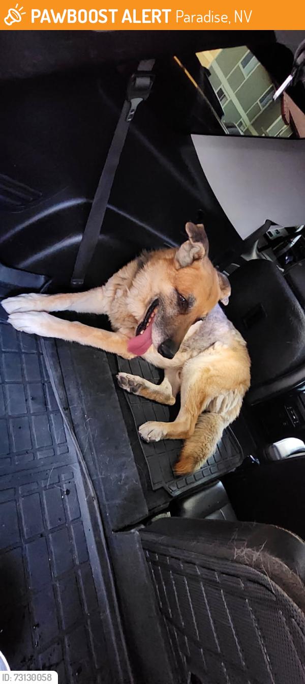 Found/Stray Male Dog last seen Spencer and Hacienda, Paradise, NV 89119