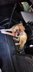 Found/Stray Male Dog last seen Spencer and Hacienda, Paradise, NV 89119