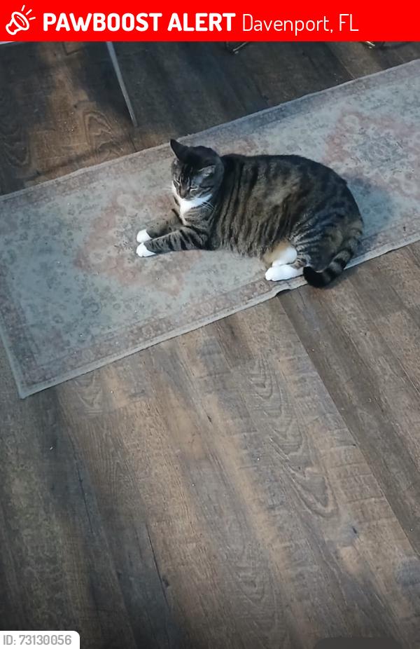 Lost Female Cat last seen Fox loop, Davenport, FL 33837
