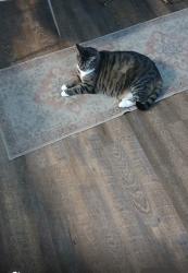 Lost Female Cat last seen Fox loop, Davenport, FL 33837