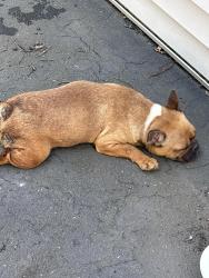 Found/Stray Female Dog last seen Flatbush ave, Hartford, CT 06103
