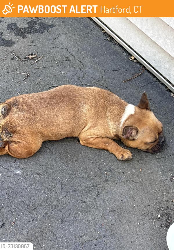 Found/Stray Female Dog last seen Flatbush ave, Hartford, CT 06103