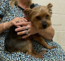Lost Male Dog last seen Near pinegrove Dr Austell Georgia 30106, Austell, GA 30106