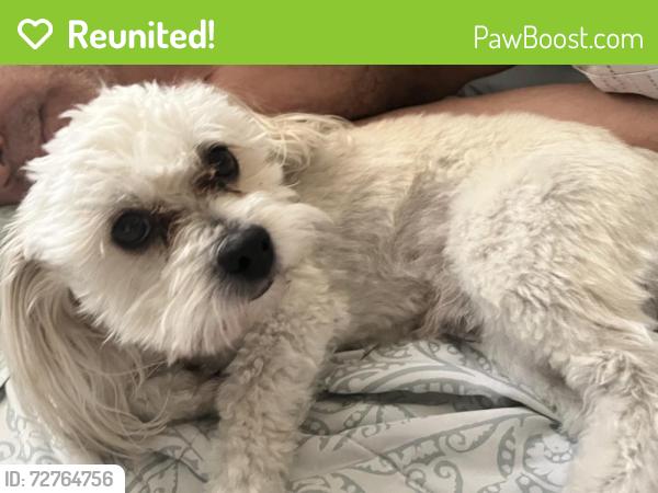 Reunited Male Dog last seen Potentially got out through alleyway, Maricopa County, AZ 85023