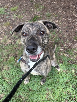 Shelter Stray Female Dog last seen , 30340, GA, 3280 Chamblee Dunwoody Rd, Chamblee, GA 30341, USA