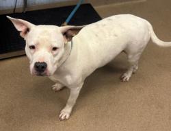 Shelter Stray Female Dog last seen Covington Hwy, 30035, GA, 3280 Chamblee Dunwoody Rd, Chamblee, GA 30341, USA