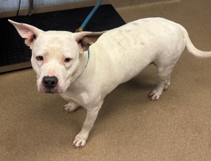 Shelter Stray Female Dog last seen Covington Hwy, 30035, GA, 3280 Chamblee Dunwoody Rd, Chamblee, GA 30341, USA