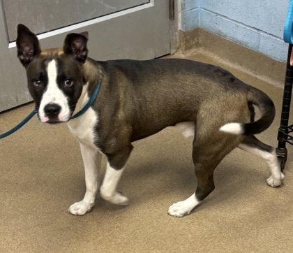 Shelter Stray Male Dog last seen Near Dunwoody crossing Atlanta Georgia 30338, 30338, GA, 3280 Chamblee Dunwoody Rd, Chamblee, GA 30341, USA