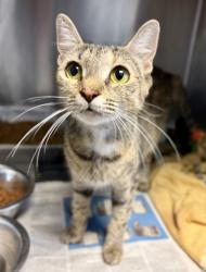 Shelter Stray Female Cat last seen Near Chamblee Dunwoody Rd. Chamblee, GA 30341, 30341, GA, 3280 Chamblee Dunwoody Rd, Chamblee, GA 30341, USA