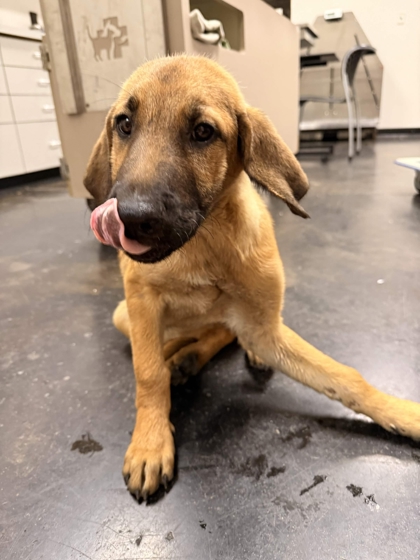 Shelter Stray Female Dog last seen by Morgan's house, Memphis, TN, 935 Farm Rd, Memphis, TN 38134, USA