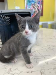 Shelter Stray Female Cat last seen Near Richardson Rd NW, Atlanta, GA, 1251 Fulton Industrial Blvd NW, Atlanta, GA 30336, USA