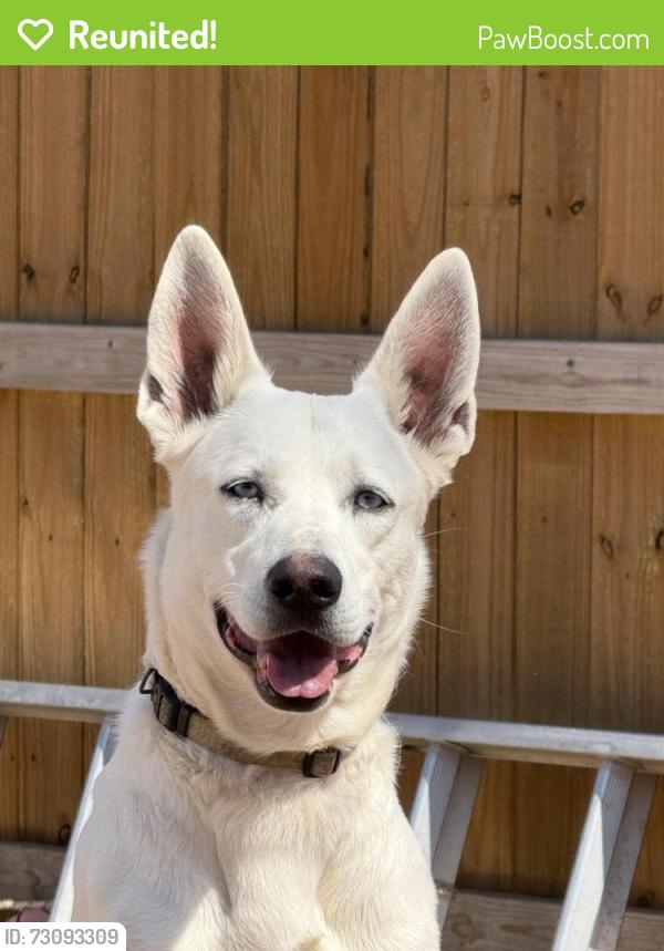 Reunited Male Dog last seen Cemetery or Near 8230 Melinda Ln Dallas Tx 75217, Dallas, TX 75217