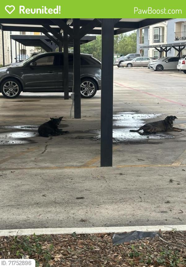 Reunited Unknown Dog last seen By Ingram, San Antonio, TX 78238